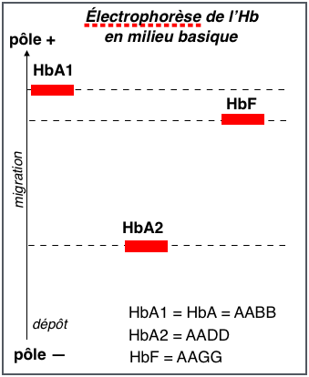 électrophorèse de l'Hb
